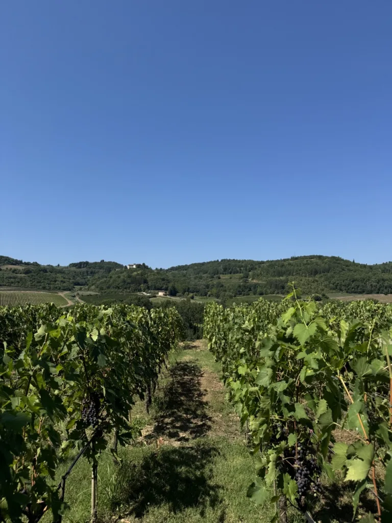 Antinori nel Chianti Classico vineyard grapes